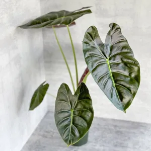 Alocasia 'Golden Bone' - Golden Bone Elephant Ear - Various Sizes