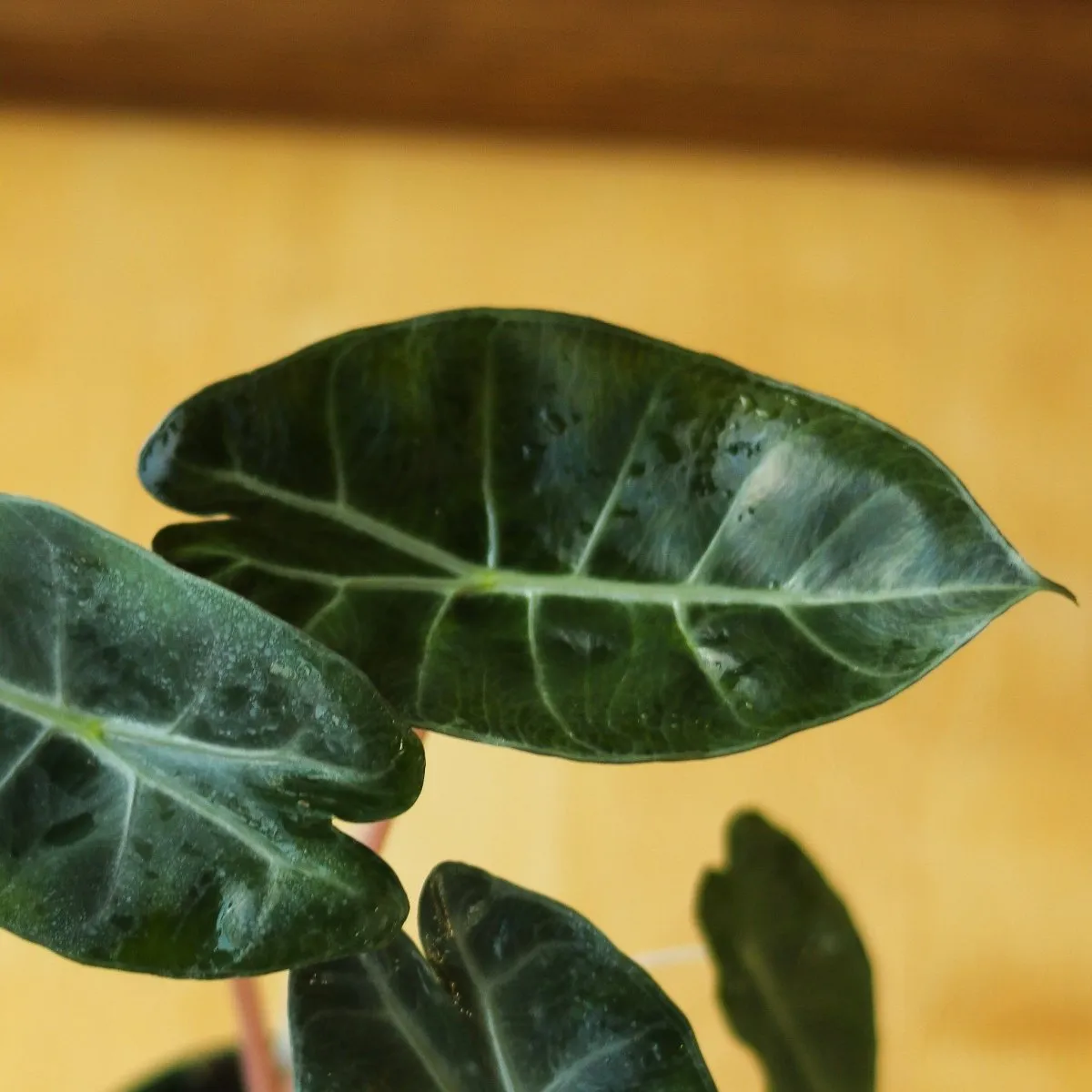 Alocasia Pink Dragon - 4 Inch