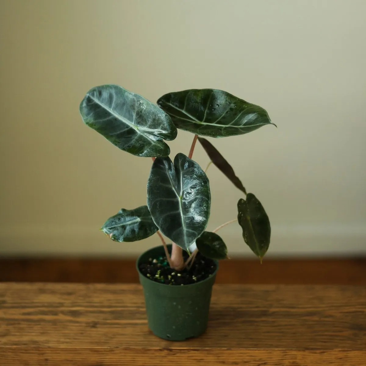 Alocasia Pink Dragon - 4 Inch