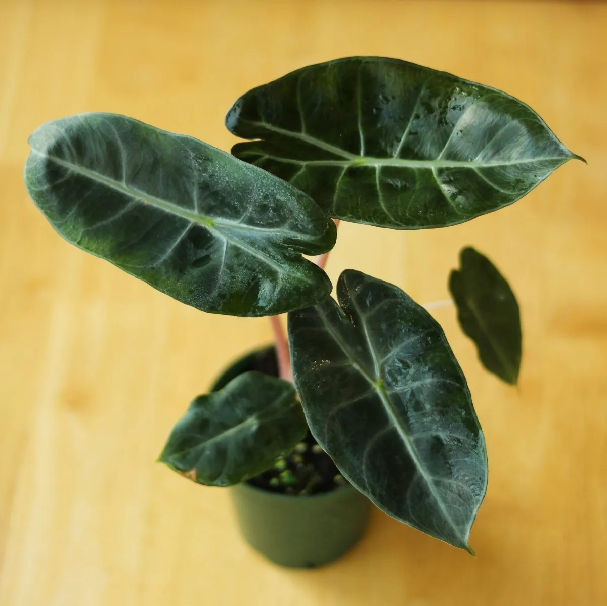 Alocasia Pink Dragon - 4 Inch