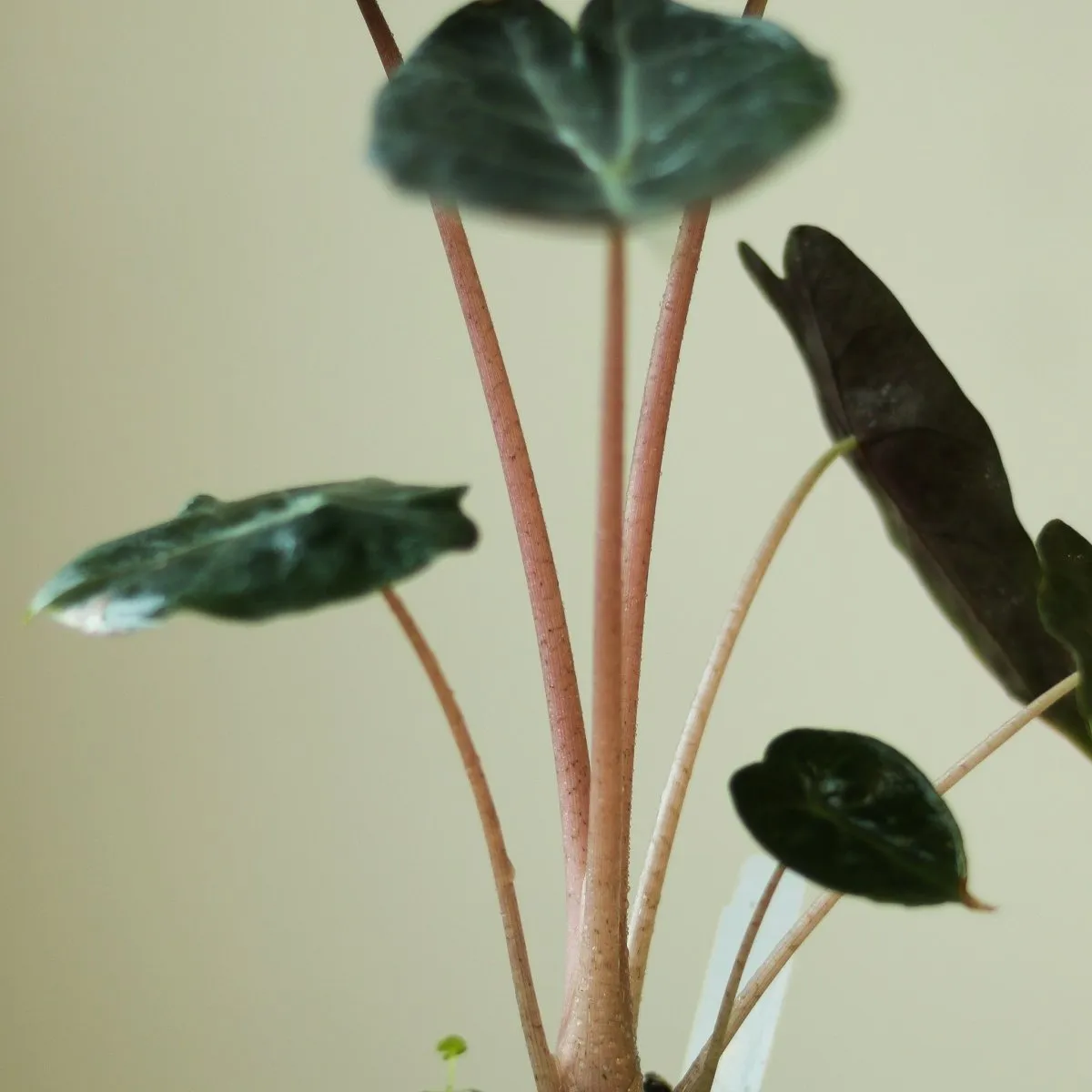 Alocasia Pink Dragon - 4 Inch
