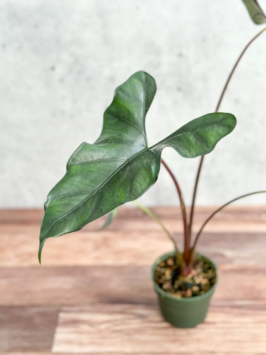 Alocasia priceps 'Purple Cloak' - Purple Cloak Elephant Ear - 6 Inch
