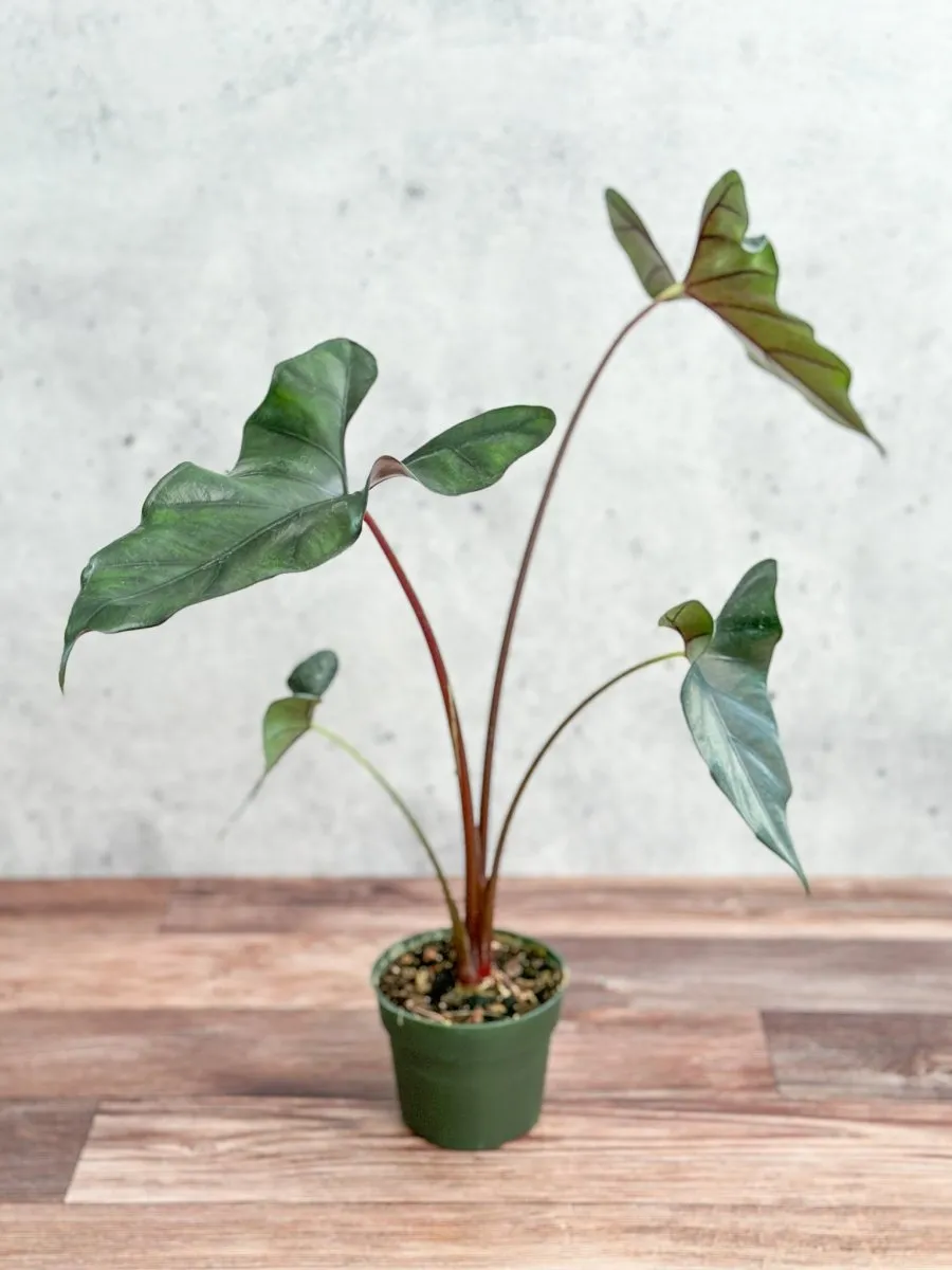 Alocasia priceps 'Purple Cloak' - Purple Cloak Elephant Ear - 6 Inch