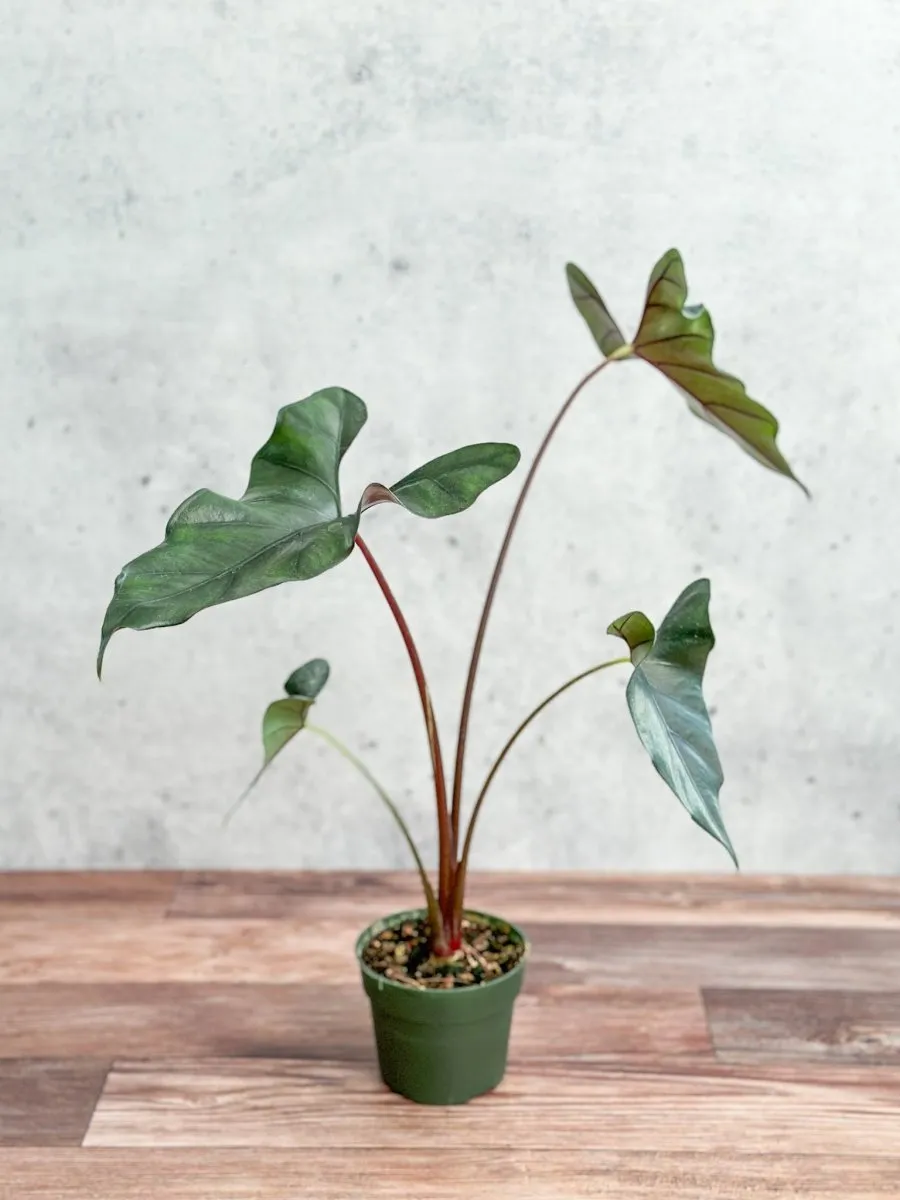 Alocasia priceps 'Purple Cloak' - Purple Cloak Elephant Ear - 6 Inch