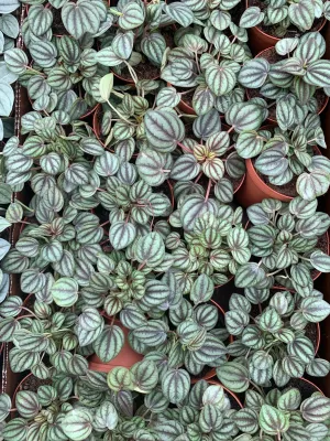 Peperomia Piccolo Banda