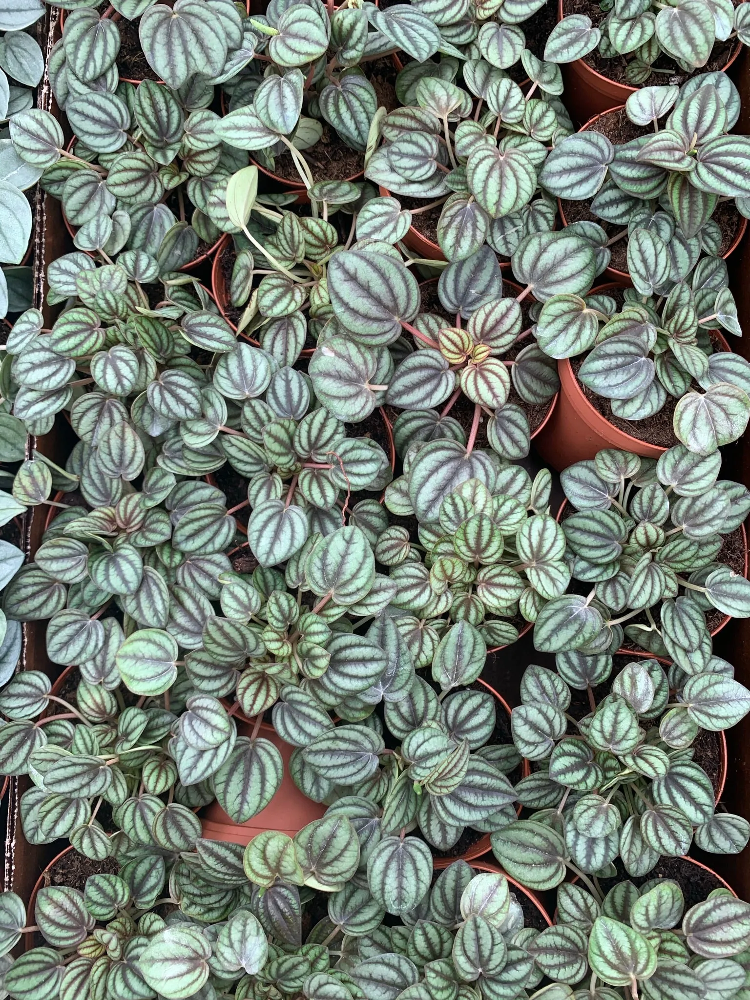 Peperomia Piccolo Banda
