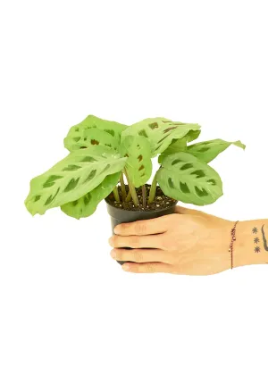 Prayer Plant Beauty Kim