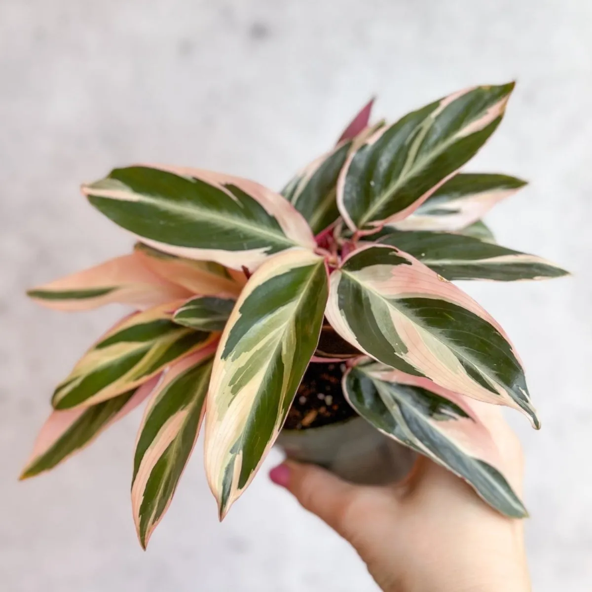 Stromanthe sanguinea Triostar - Tri-Color Prayer Plant - Various Sizes