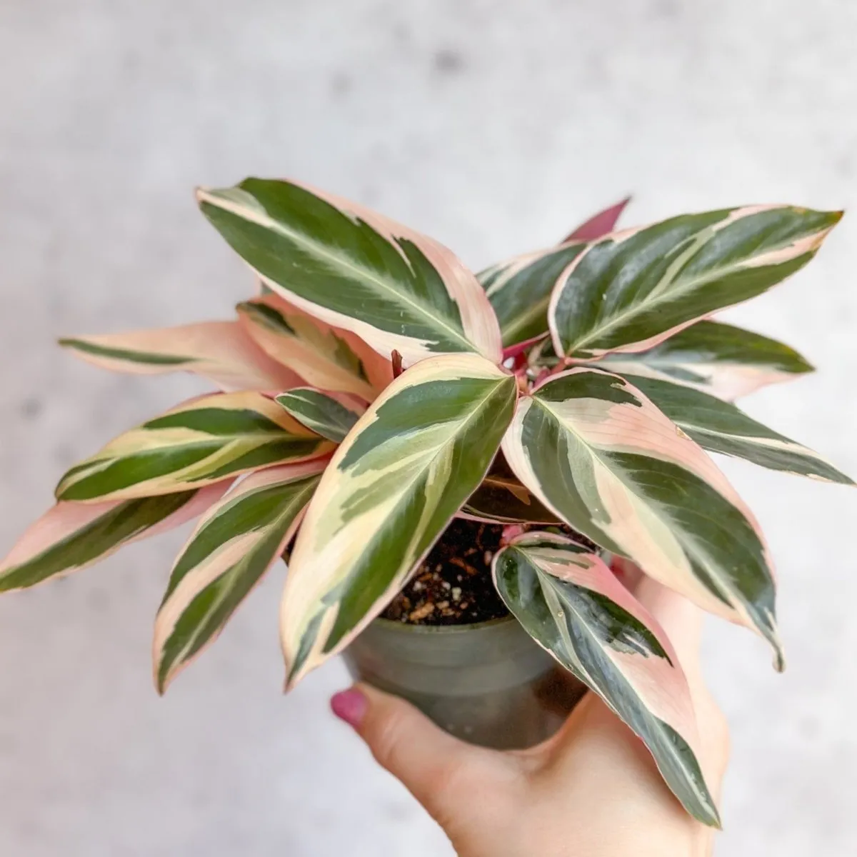 Stromanthe sanguinea Triostar - Tri-Color Prayer Plant - Various Sizes