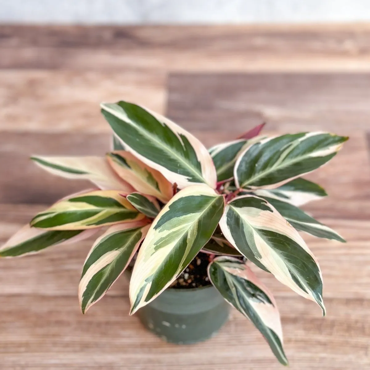 Stromanthe sanguinea Triostar - Tri-Color Prayer Plant - Various Sizes