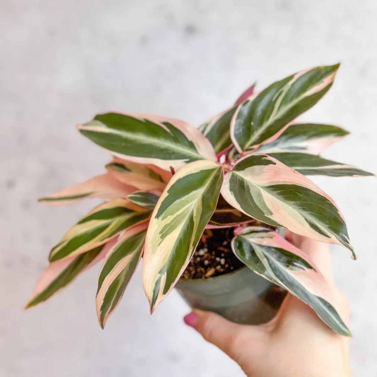 Stromanthe sanguinea Triostar - Tri-Color Prayer Plant - Various Sizes