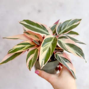 Stromanthe sanguinea Triostar - Tri-Color Prayer Plant - Various Sizes