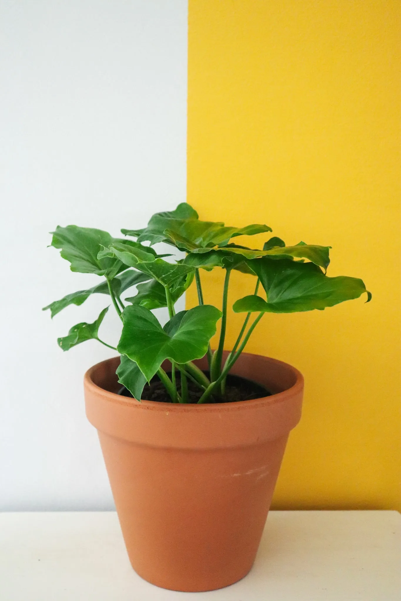 Tree Philodendron